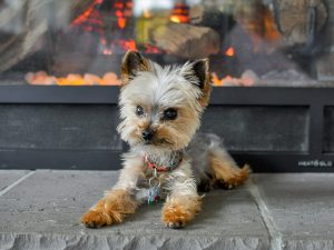 dog by fireplace