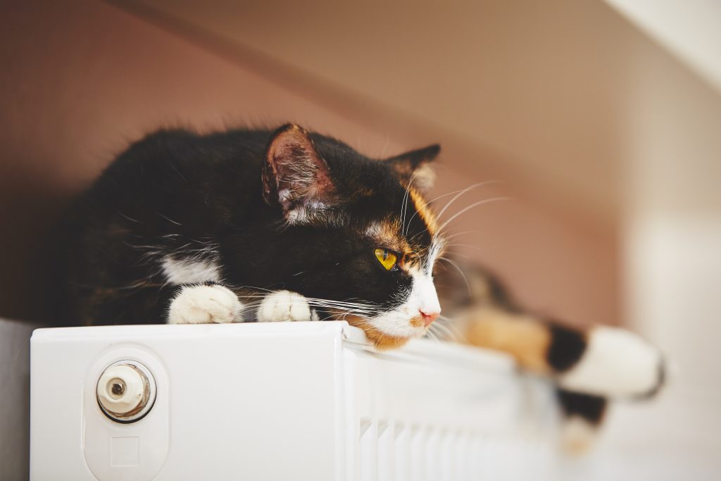 our cat snugly lying on the warm radiator
